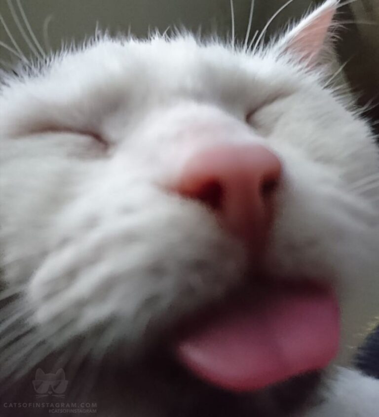 “Error code 500: Internal Server Error – cat not respon