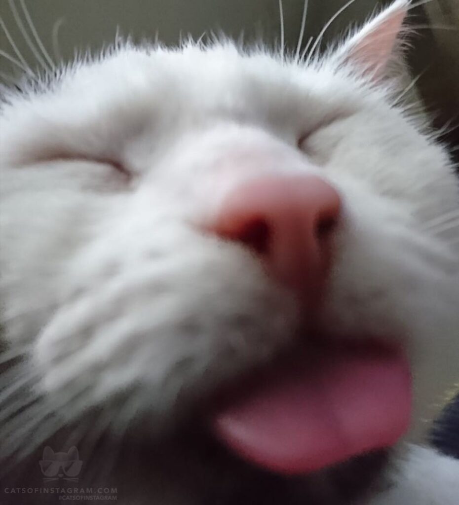 “Error code 500: Internal Server Error – cat not respon