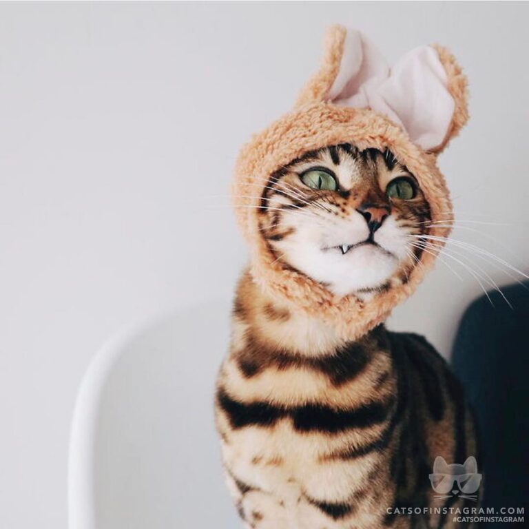 Just a vampire x bunny x cat. Not rare at all.