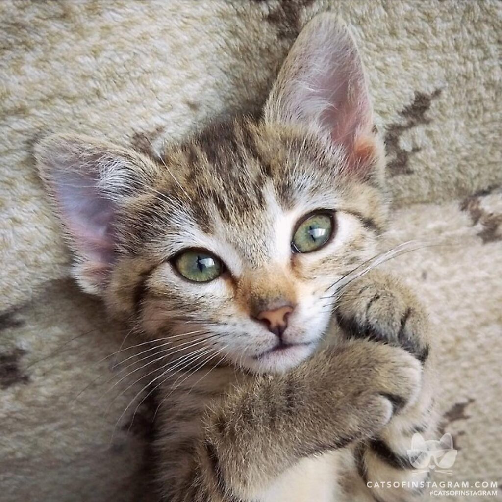 Baby Sandy just dreaming of her forever home.
