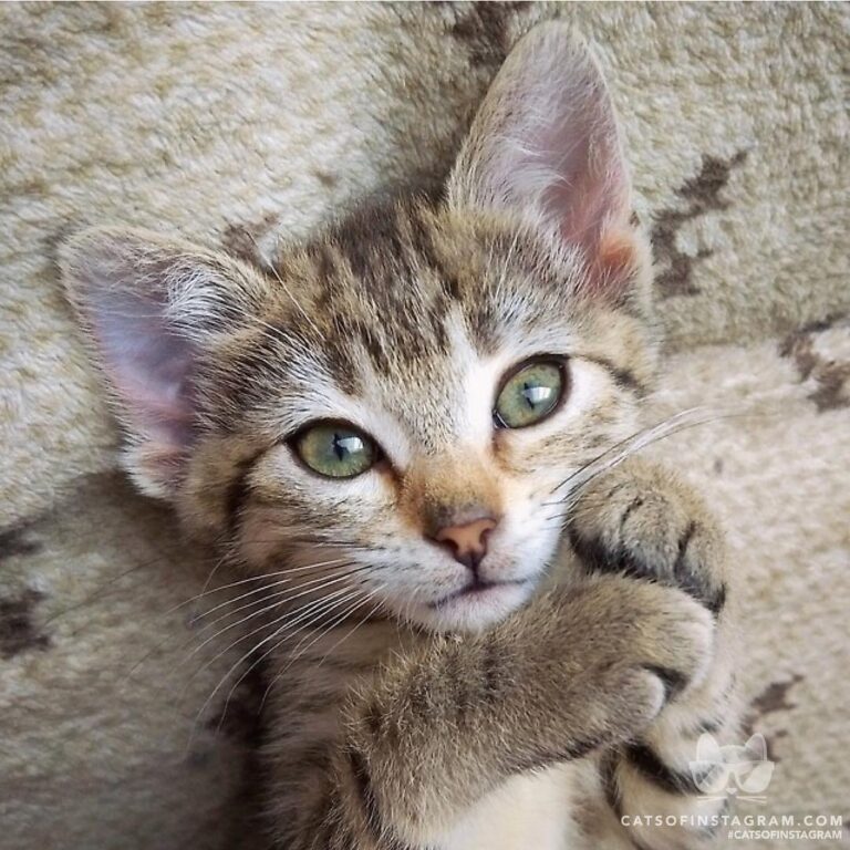 Baby Sandy just dreaming of her forever home.