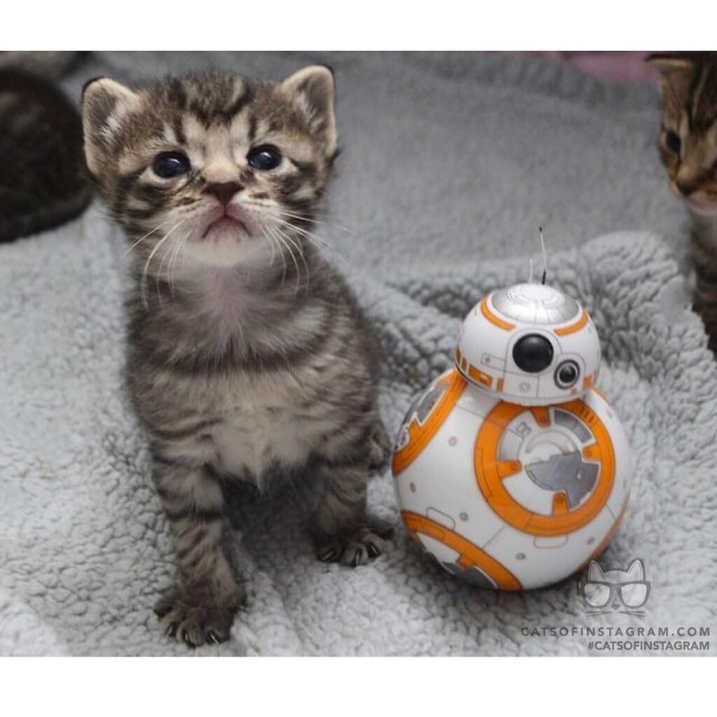 Cute Cat Moment