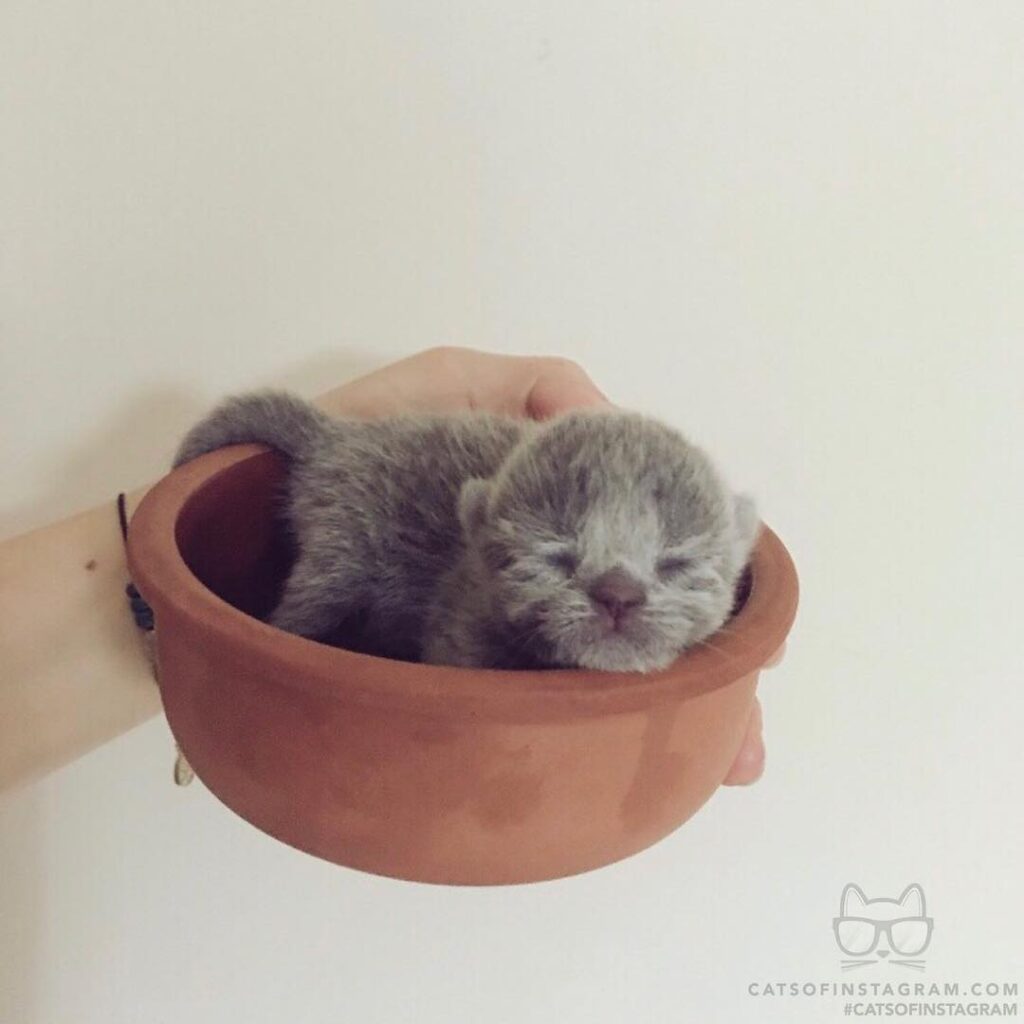 “This tiny baby is a newborn. What should I name her? ” #