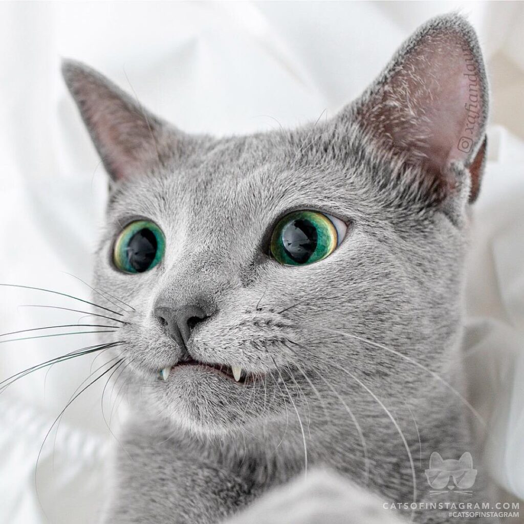 I’m a Vampurr!