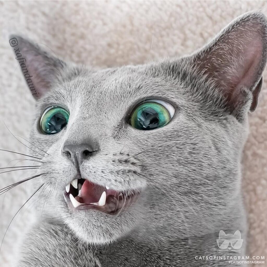 When the catnip hits