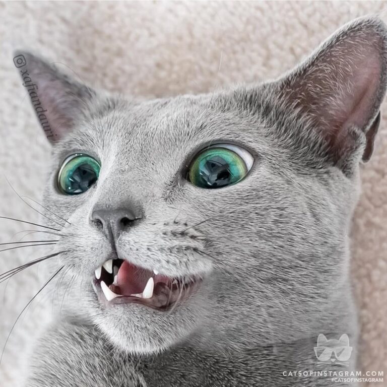 When the catnip hits