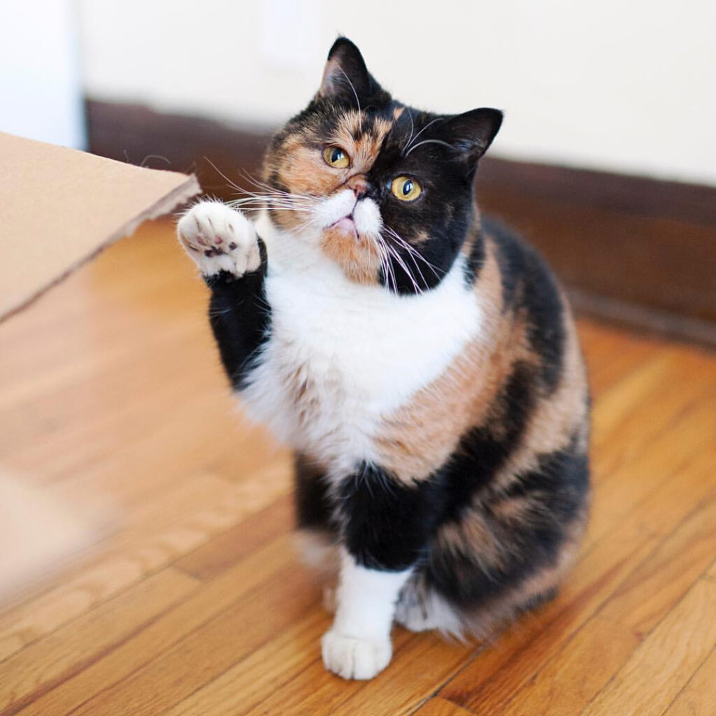 Meet @pudgethecat at CatCon (@catconworldwide) August 4 + 5 in