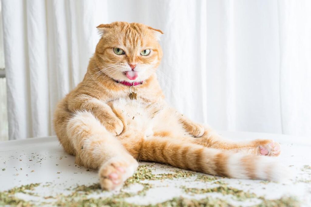 We are so excited for our friend @iamthecatphotographer’s new book,