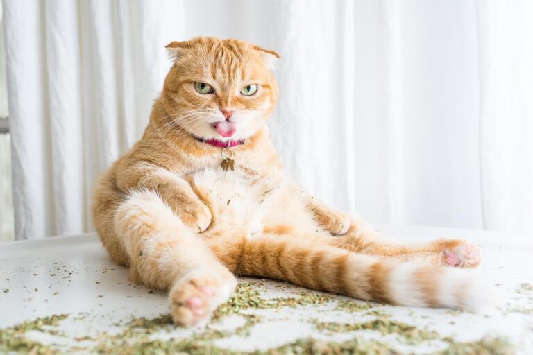 We are so excited for our friend @iamthecatphotographer’s new book,