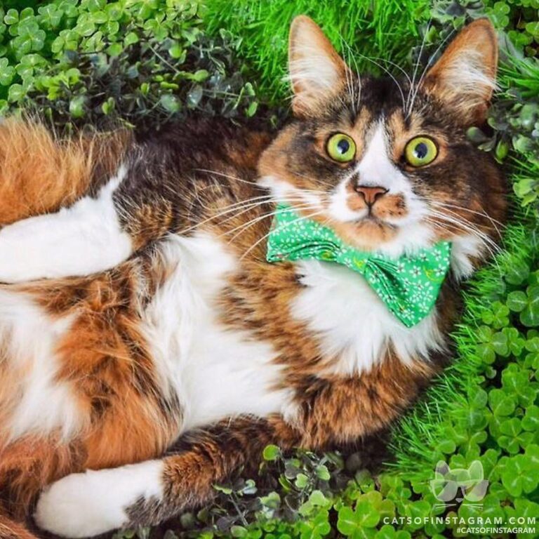 Happy St. Paddy’s day from Balou