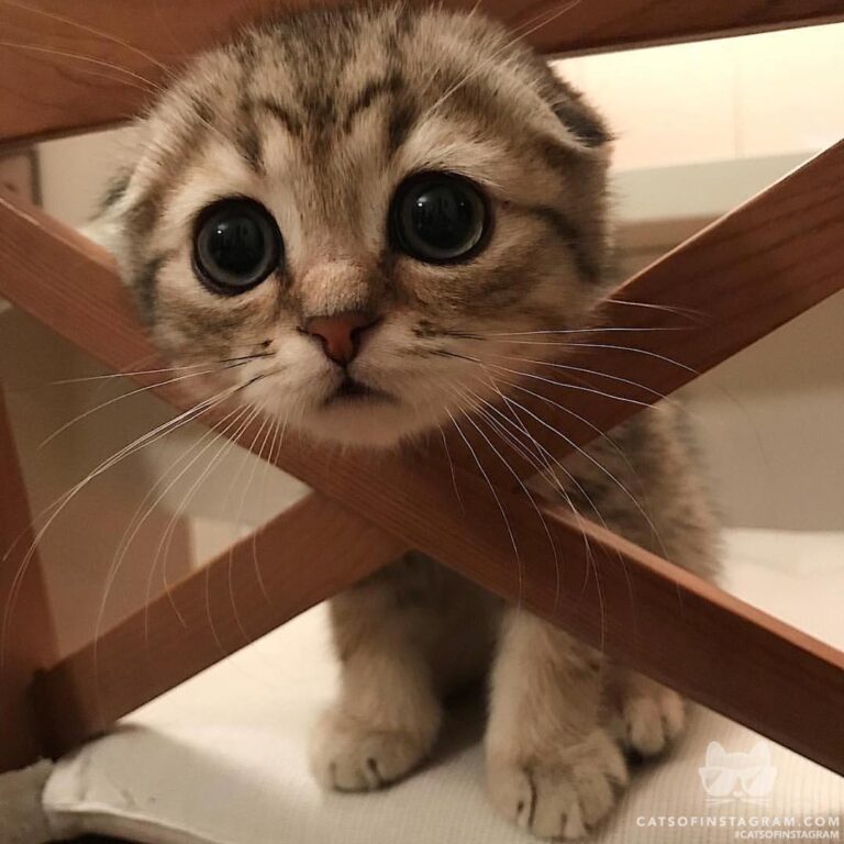 Puss in boots