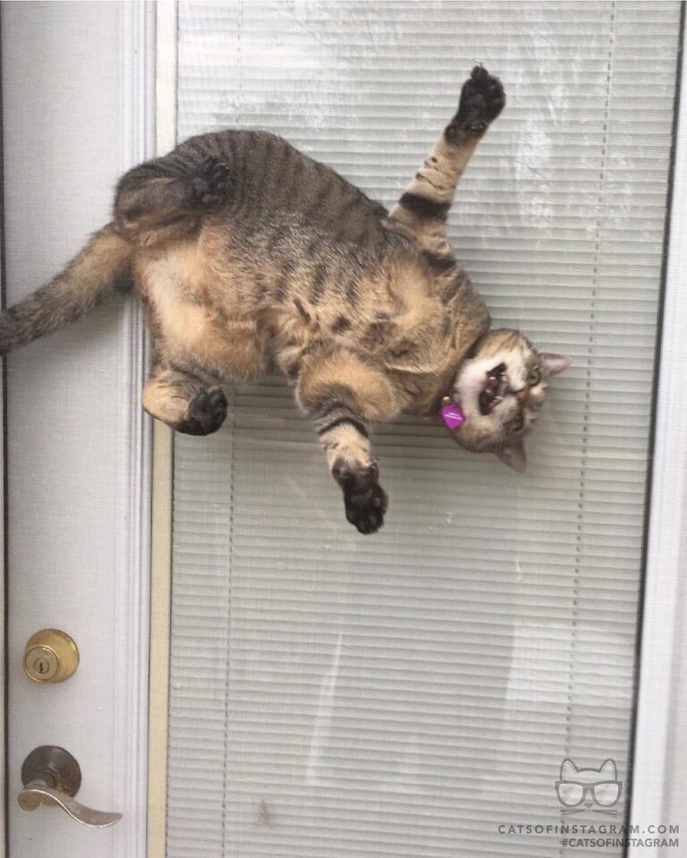 Spider cat Callie!