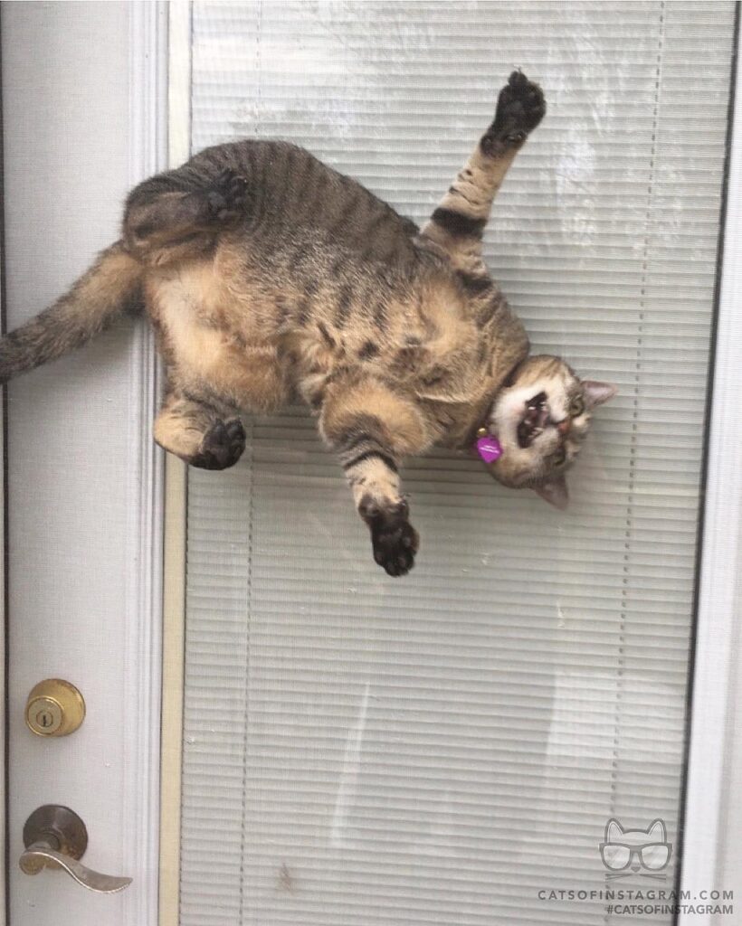 Spider cat Callie!
