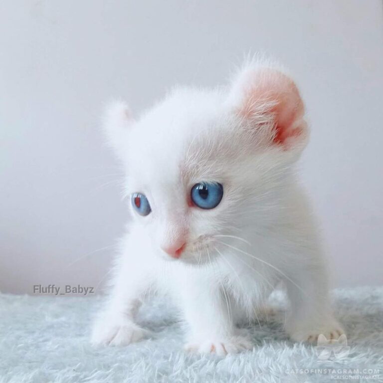 Blue Eyed Cotton Ball