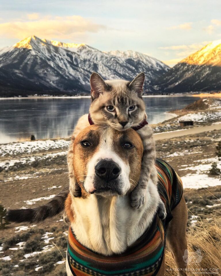 “This is my dog, his name is Henry – Baloo (the cat)