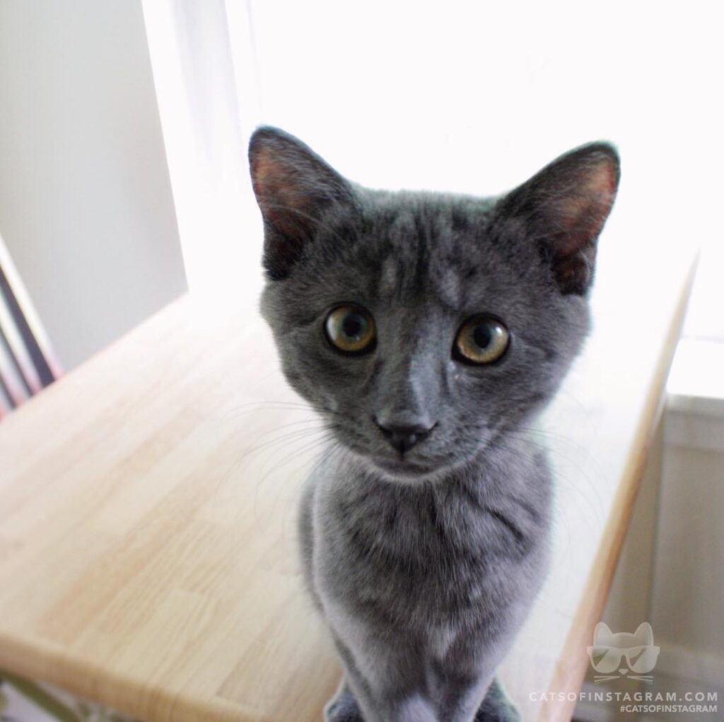 Waiting for dinner like…