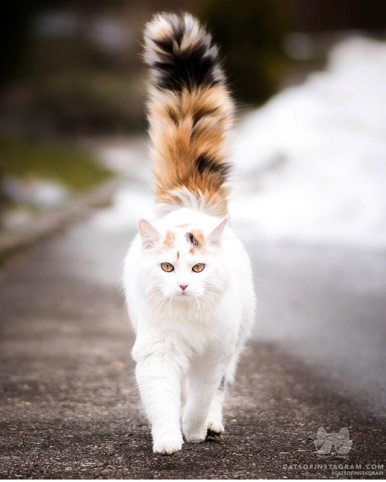 Be honest, you are jealous about my fluffy tail!