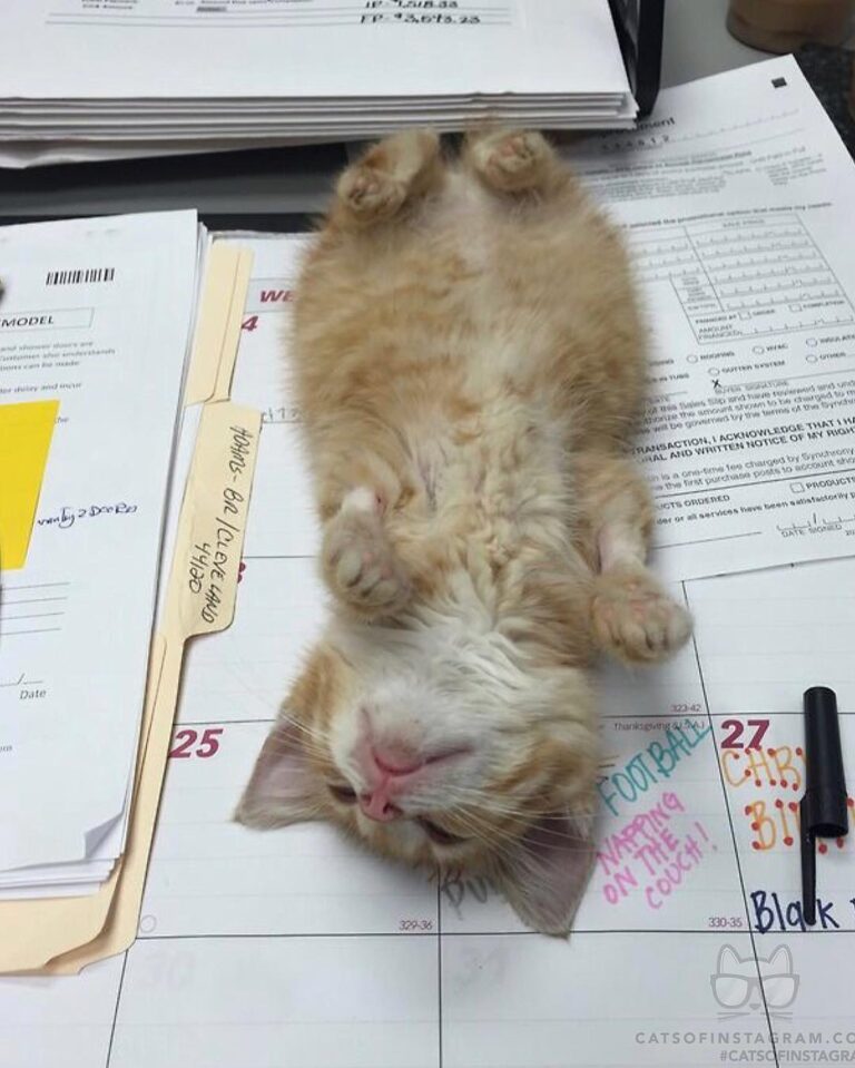 “I don’t always nap at work, but when I do I make sure every