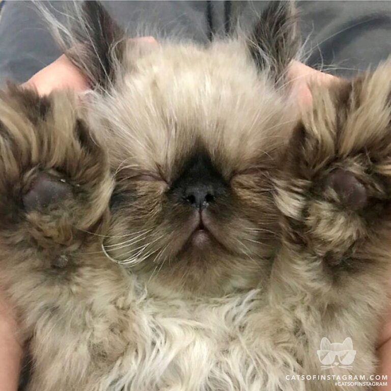 Sleeping Murphy