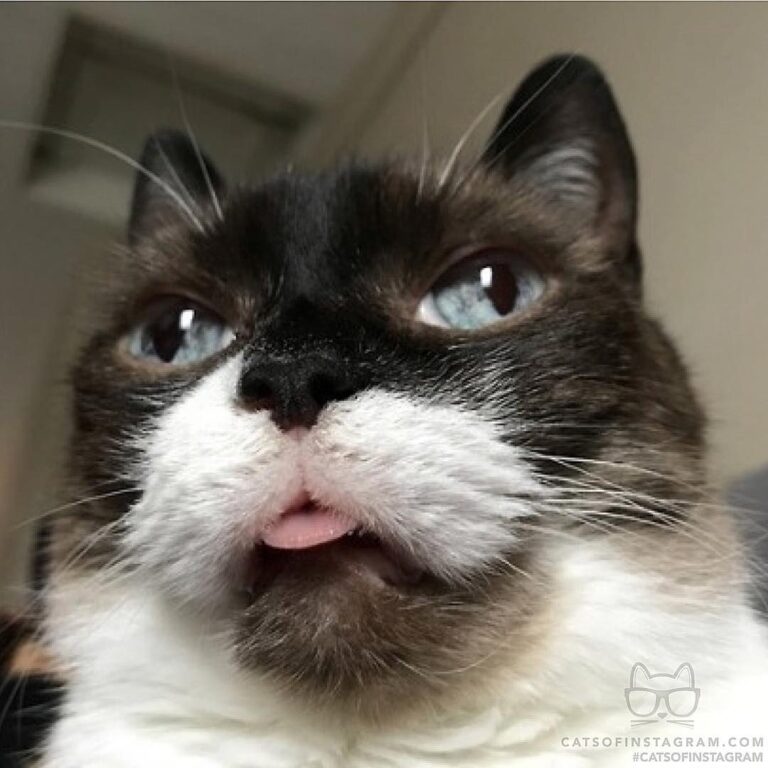 Samson the snowshoe!