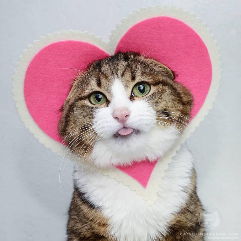 From @rexiecat: "Happy and best Meowlentine's Day wishes accompanied by kitty ki...