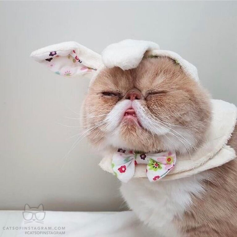 Undercover Bunny