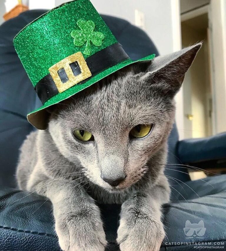Happy St. Catrick’s Day!