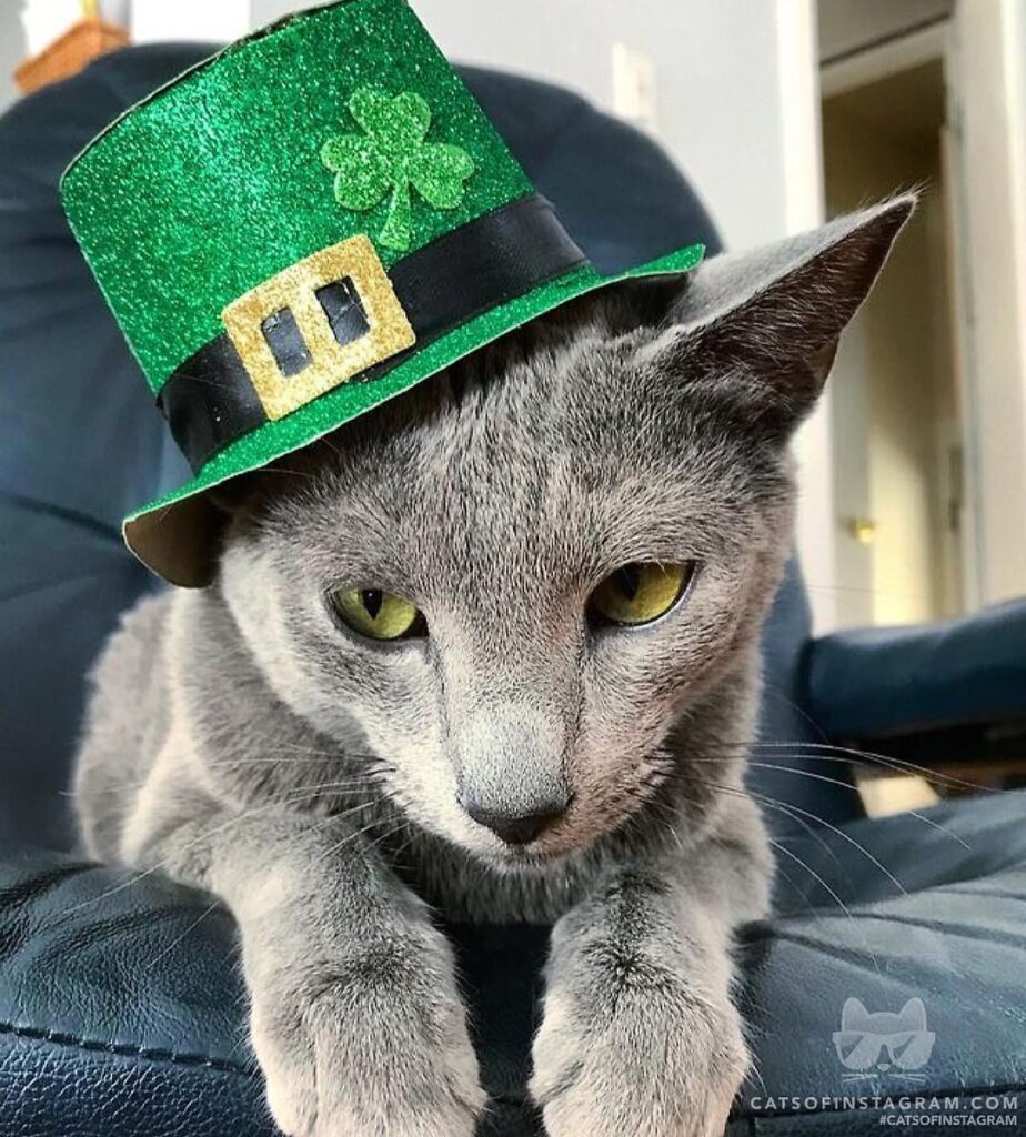 Happy St. Catrick’s Day!