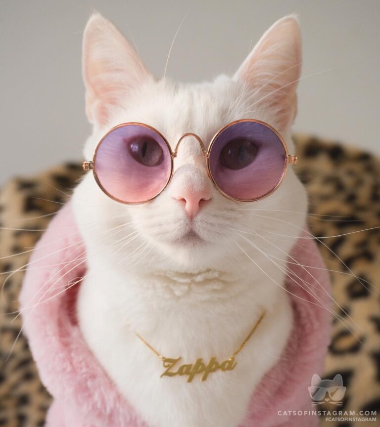 “I feel just like a Meow-star!” #