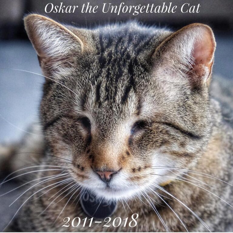 @oskar_the_blind_cat, you will be missed Sending all our love from