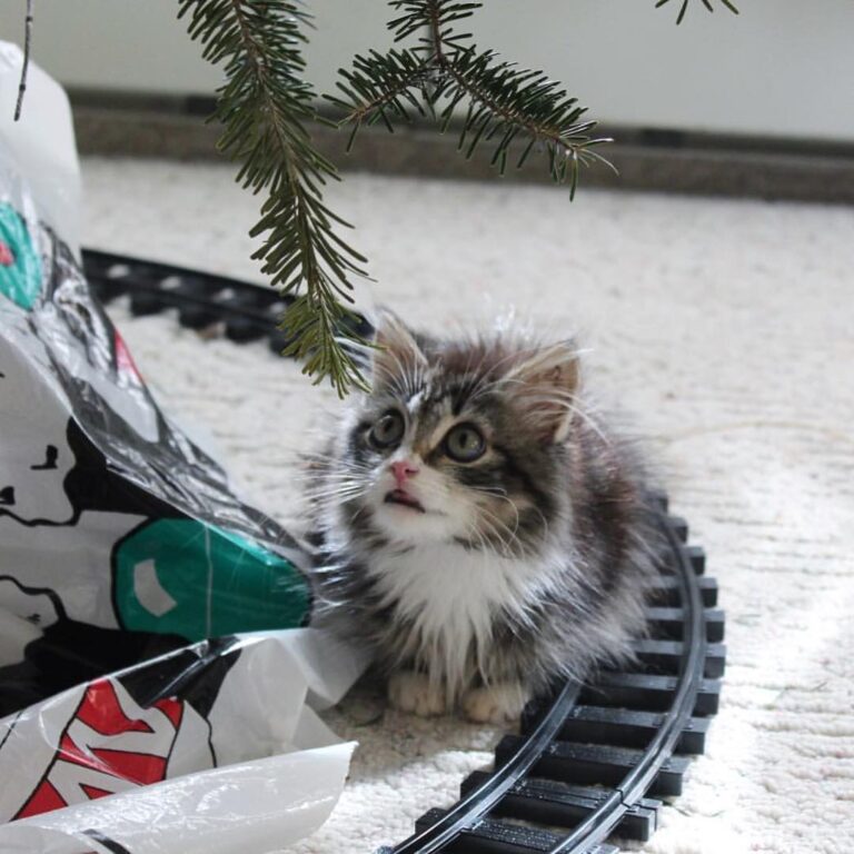 Announcing the winner of our photo contest with @ASPCA! Congr