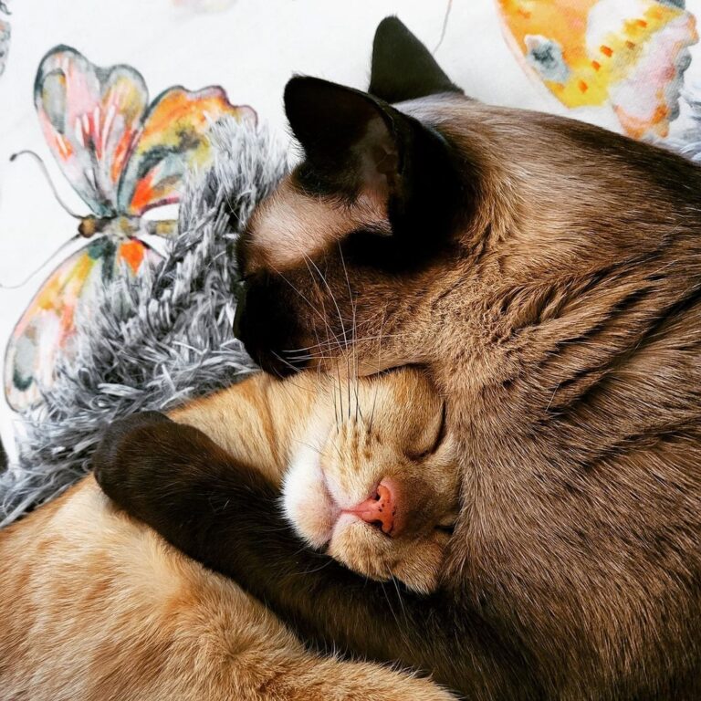 “Six years ago we were rescued together… Six years ago we