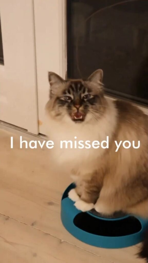 All the homecoming meows