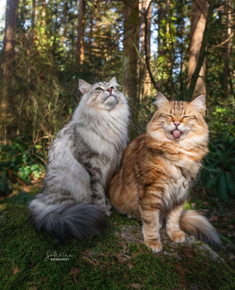 Everyone could use a best furriend