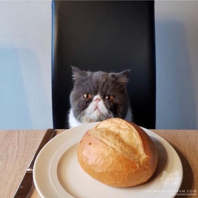 Breakfast Time!