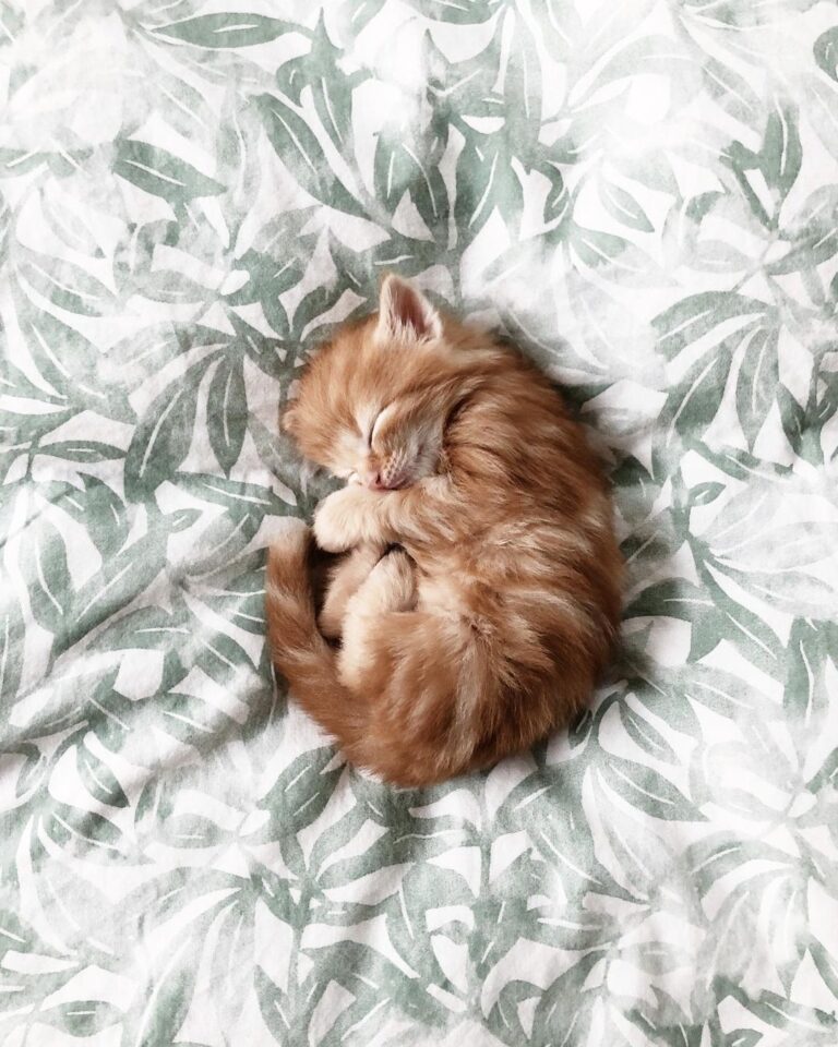 Snuggle bug Milano