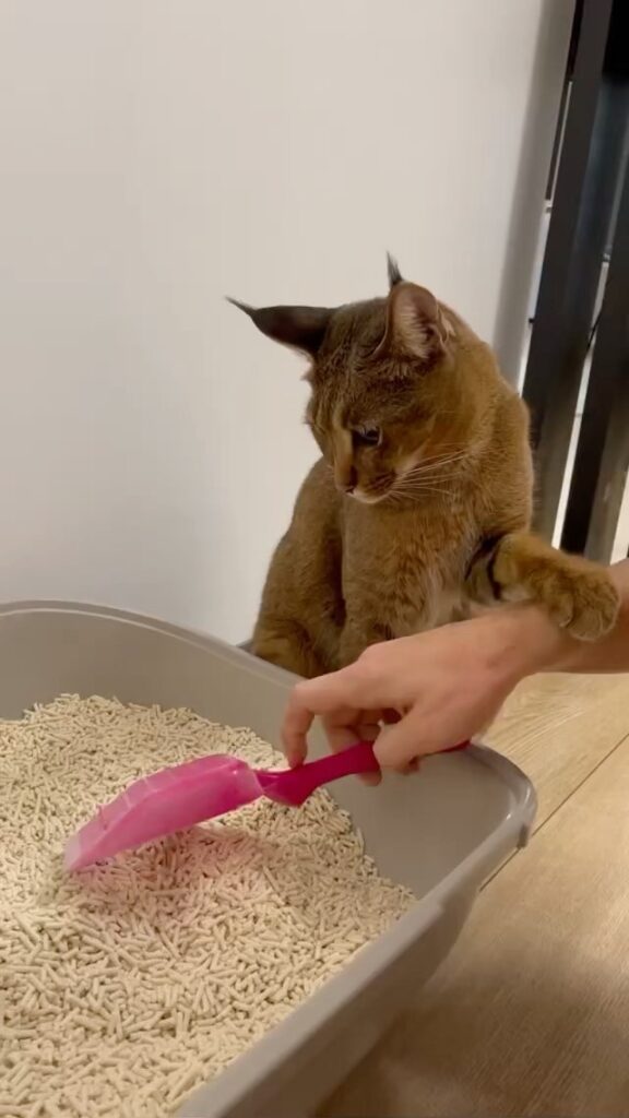 Teaching human how to clean my litterbox.