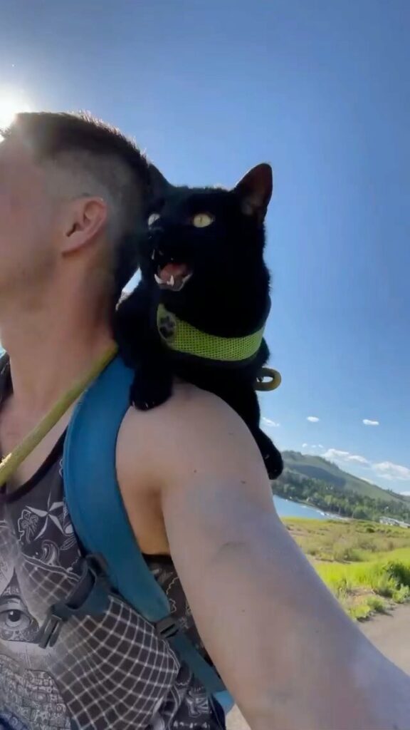 Mew I’m the definition of and adventurecat