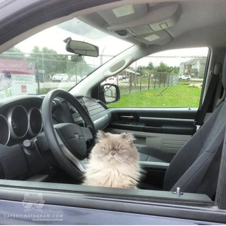 Your Uber has arrived