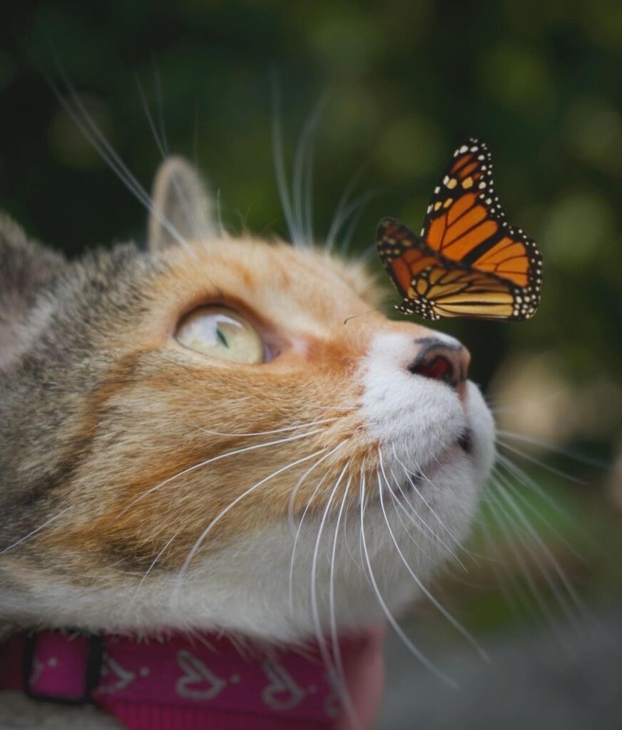 Bye bye little Butterfly