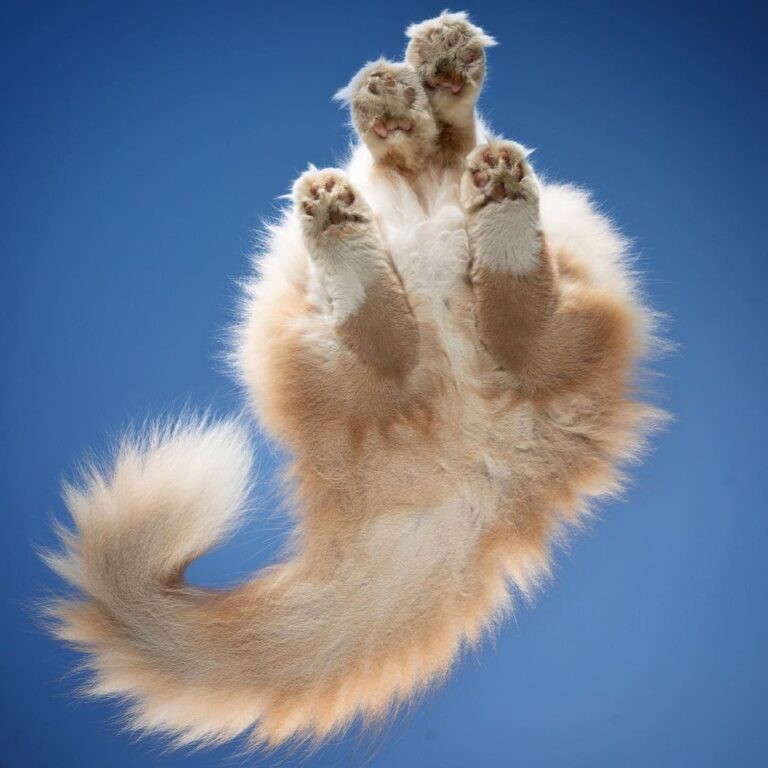 Fluffy butt / dirty paws / blue sky