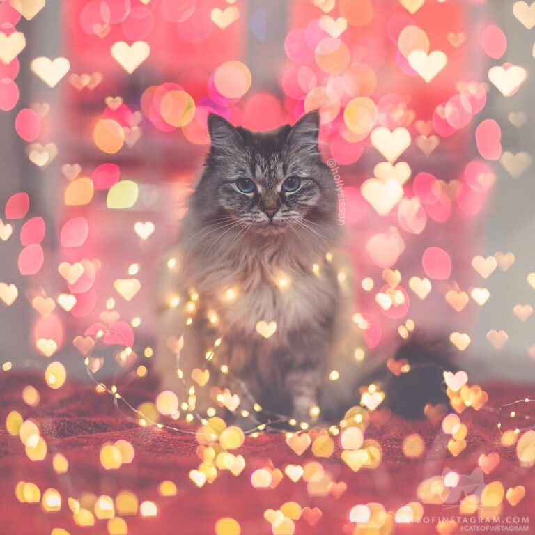 “When you’re wondering, where’s my Valentine’s Day card? (: @