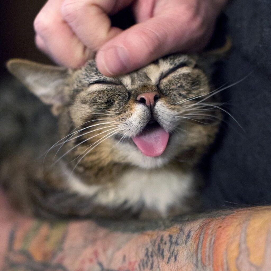 Cute Cat Moment