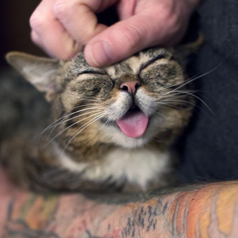 Cute Cat Moment