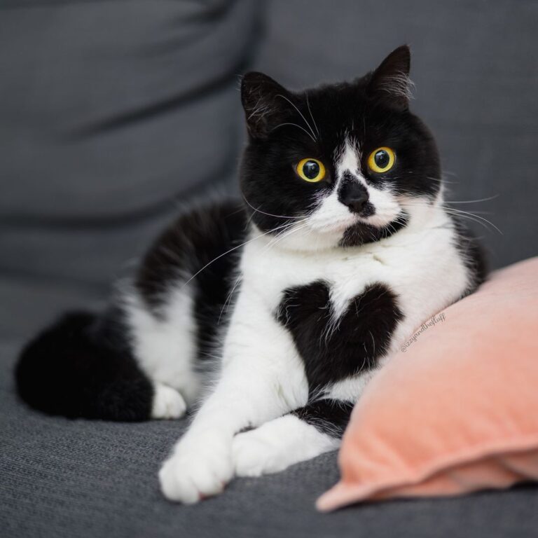 Tell me more. I’m all ears. And heart. And fluff.