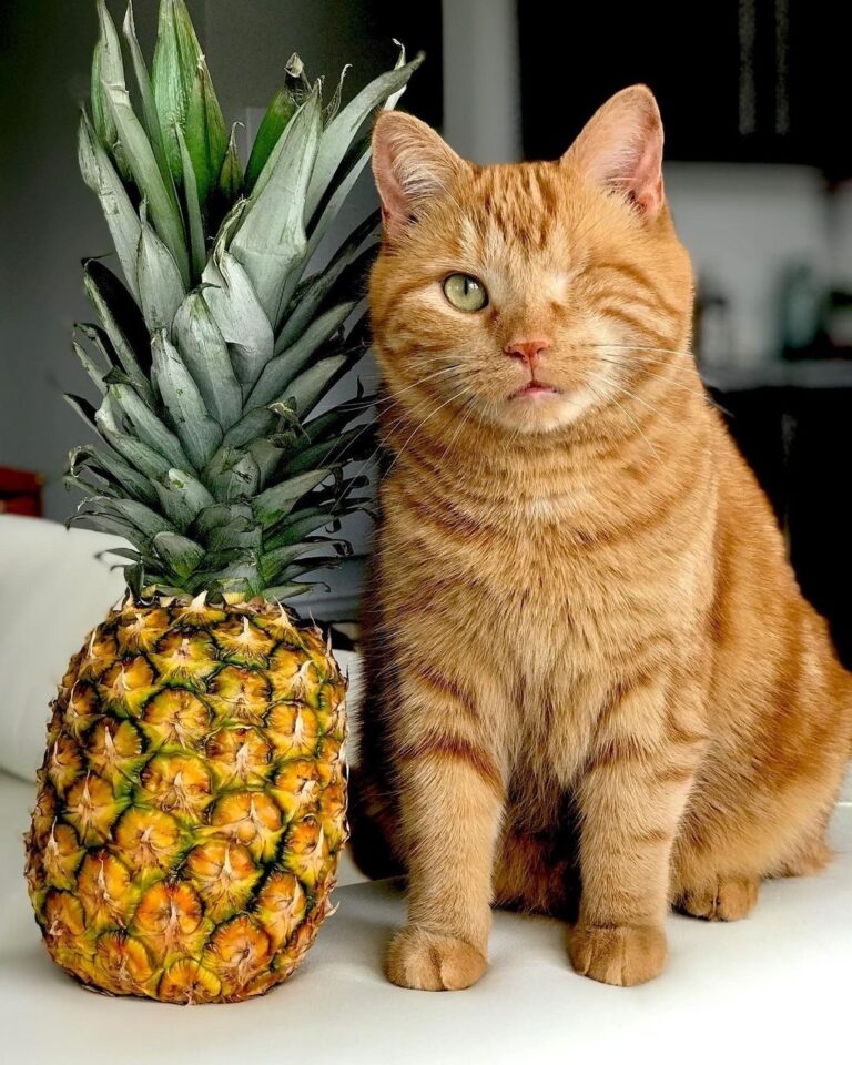 Pineapple season is hereee