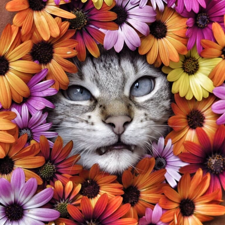 Cute Cat Moment