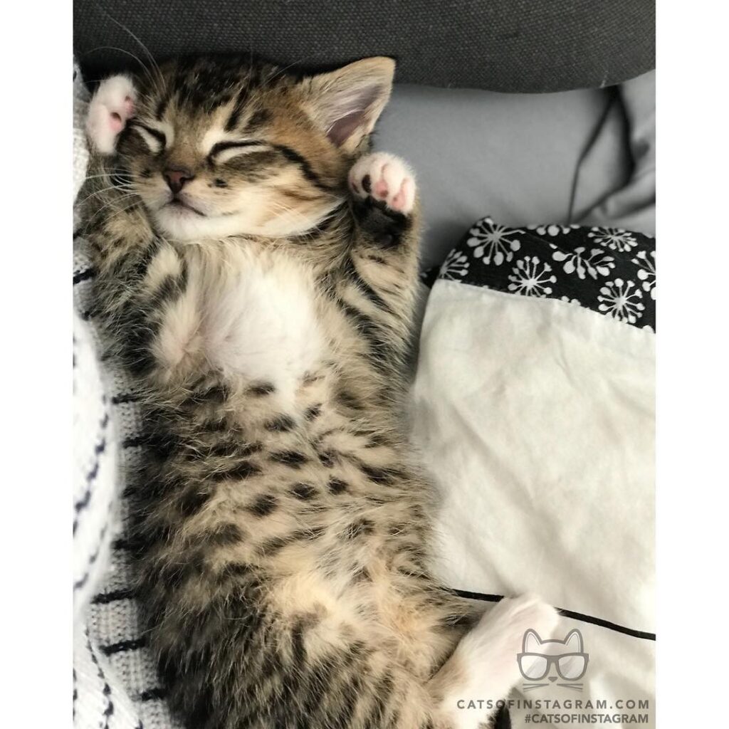 Contrary to popular belief, I’m not purrfect