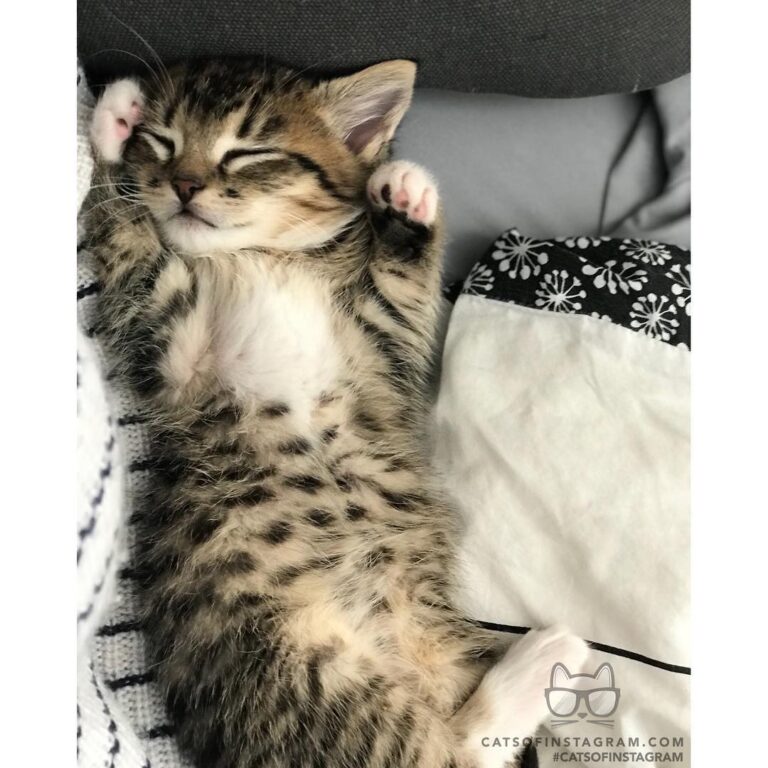 Contrary to popular belief, I’m not purrfect