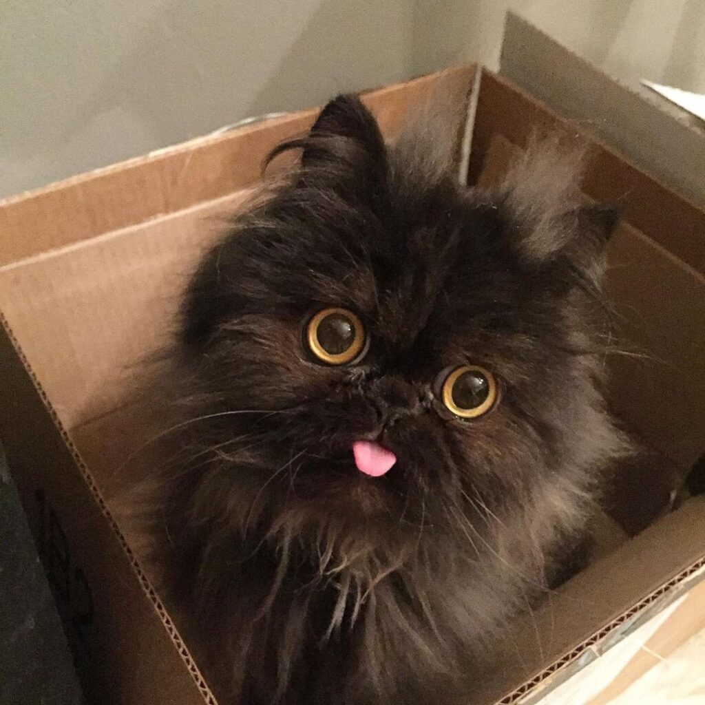 I cannot share bleps without sharing this one!